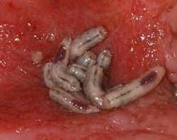 Maggots/ United States Department of Health and Human Services