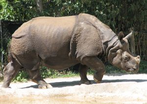 Indian rhino Image/Ltshears