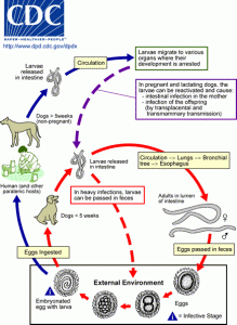 Toxocara canis Life Cycle Image/CDC