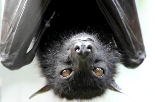 Pteropus fruit bat Image/Video Screen Shot
