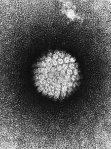 HPV/NIH