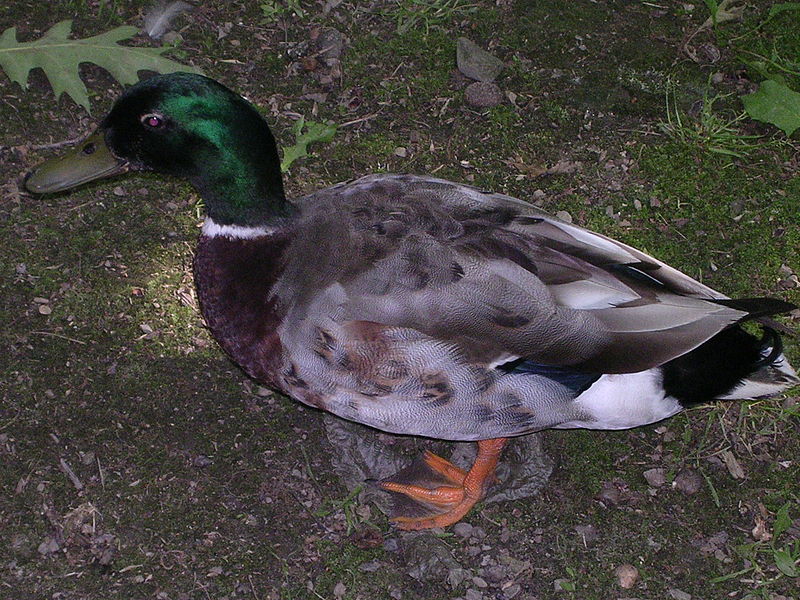 Mallard duck/ ASprigOfFig