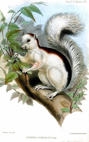  Variegated Squirrel Public domain image/Proceedings of the Zoological Society of London