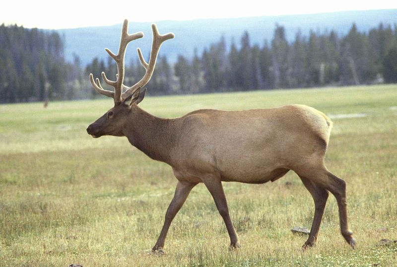 Elk Image/Leupold Jim, U.S. Fish and Wildlife Service