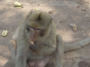 Rhesus macaque Image/Rlevse