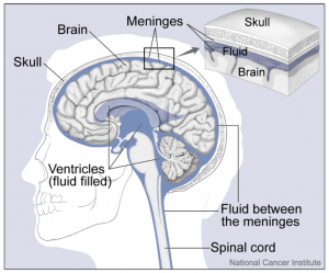 Brain and CSF/NIH