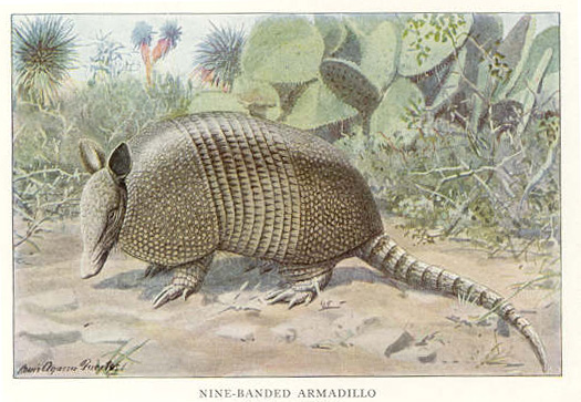 Public domain  Lithograph of a nine-banded armadillo from the 1918 National Geographic Small Mammal series