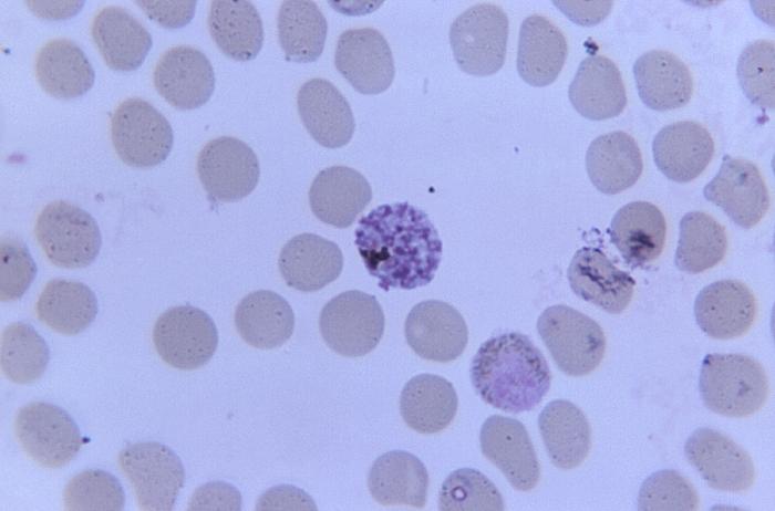 Mature simian malarial schizont and gametocyte/CDC