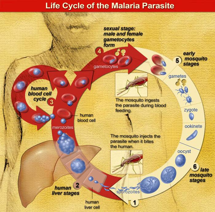 Malaria life cycle/CDC