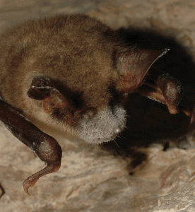 Bat with White-Nose Syndrome/CDC