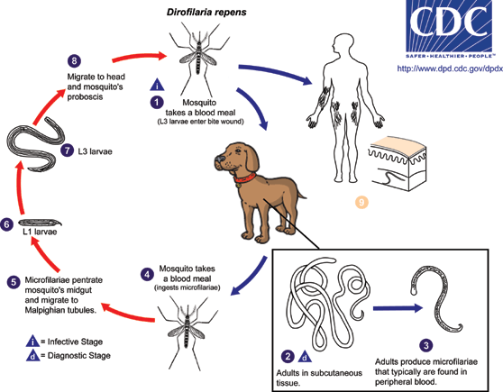  Life Cycle of Dirofilaria repens/CDC