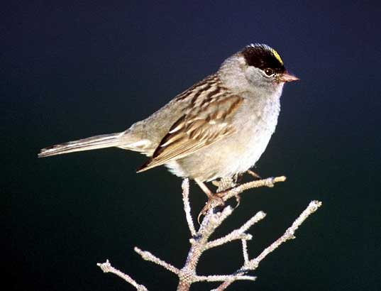 Golden-crowned sparrow Image/U.S. Fish and Wildlife Service