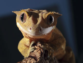 Creasted gecko/CDC