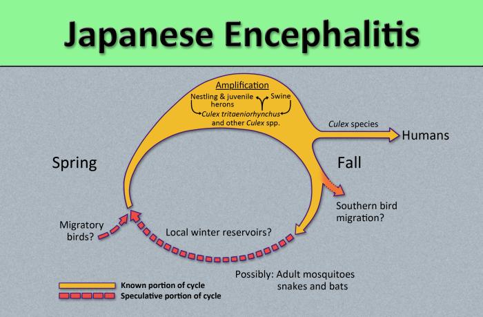Japanese encephalitis/CDC