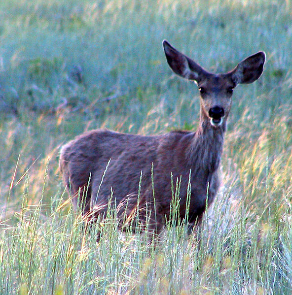 Mule deer/ National Park Service