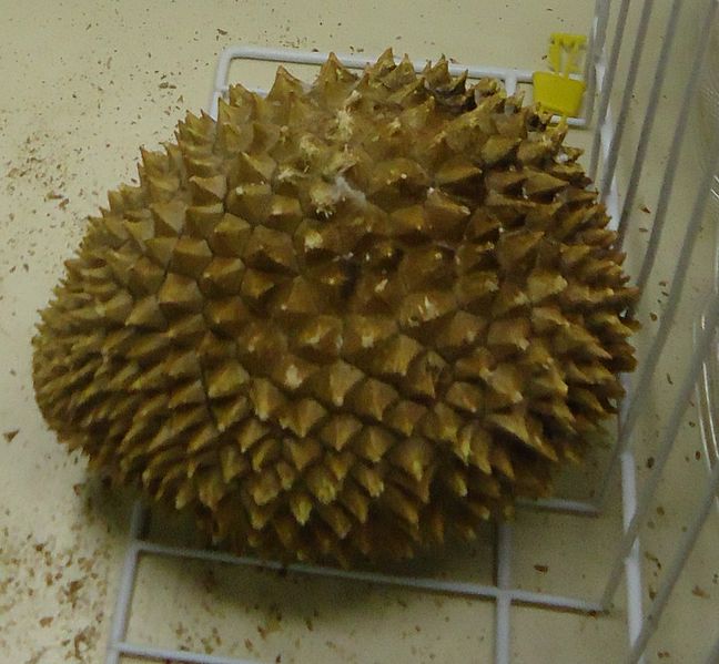 Durian fruit/Public domain image by Tomwsulcer