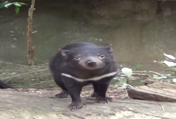 Tasmanian devil Image/Video Screen Shot