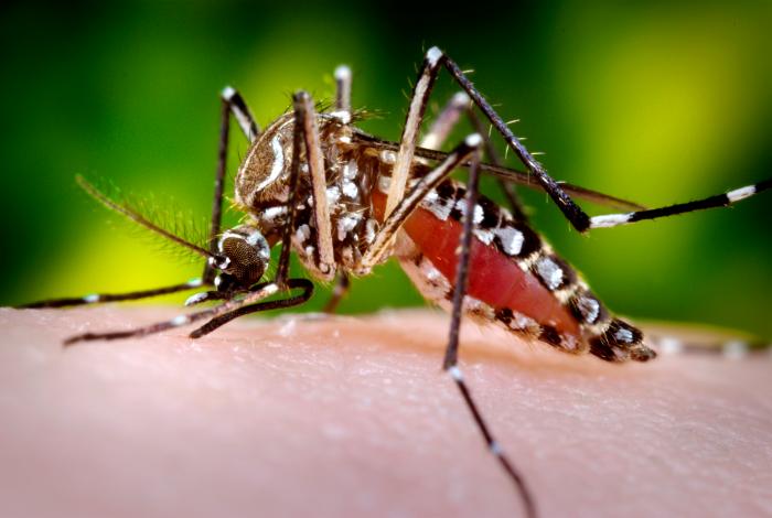 Aedes aegypti/CDC