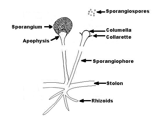 Rhizopus structure/Public domain image wikimedia commons