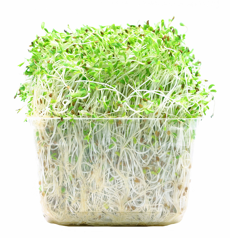 Image of alfalfa sprouts/CDC