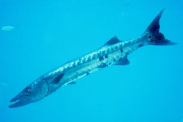 Giant barracuda/NOAA