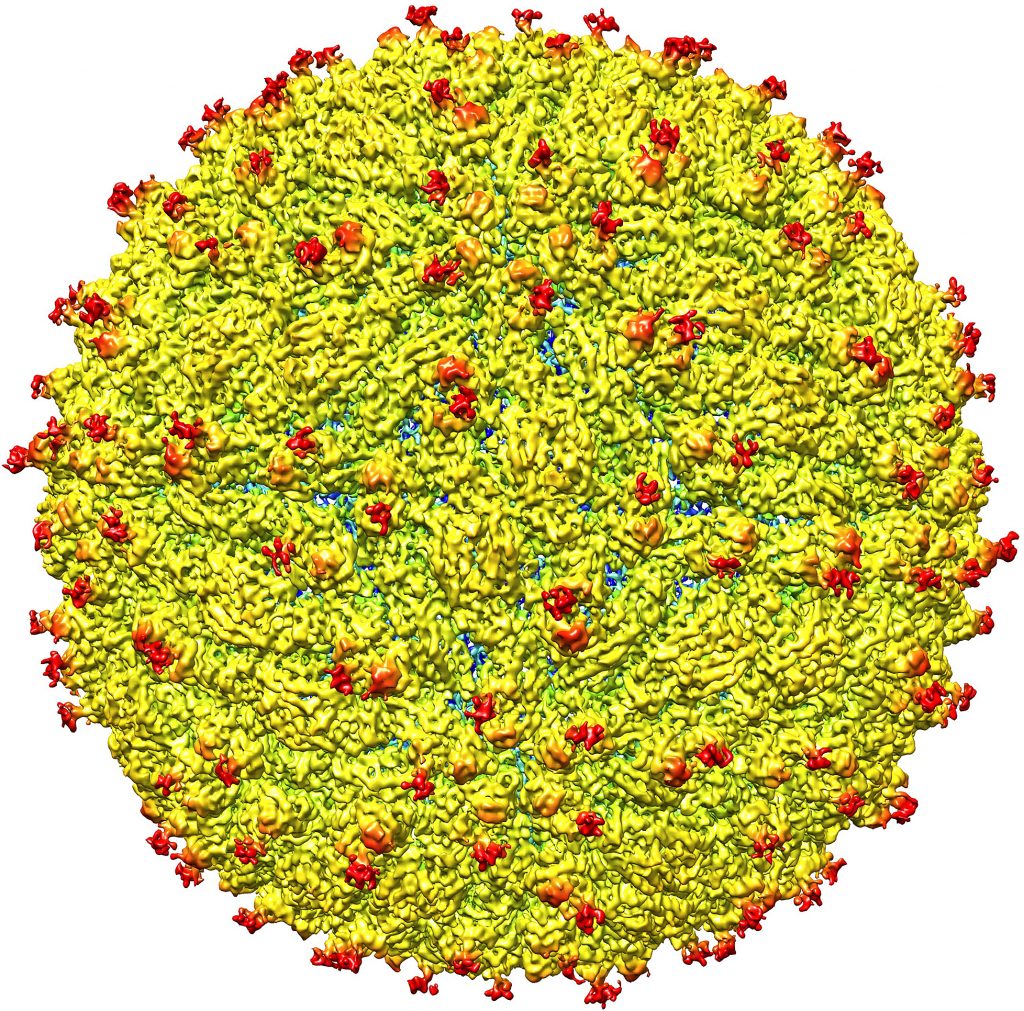 A representation of the surface of the Zika virus is shown. A team led by Purdue University researchers is the first to determine the structure of the Zika virus, which reveals insights critical to the development of effective antiviral treatments and vaccines. (Purdue University image/courtesy of Kuhn and Rossmann research groups)