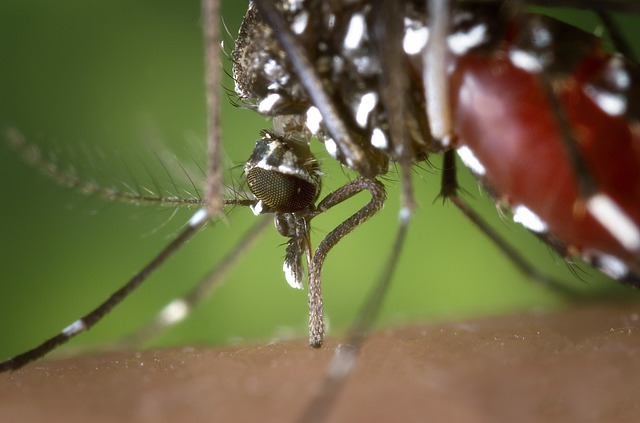 France Chikungunya, Dengue et Zika 2022 à ce jour