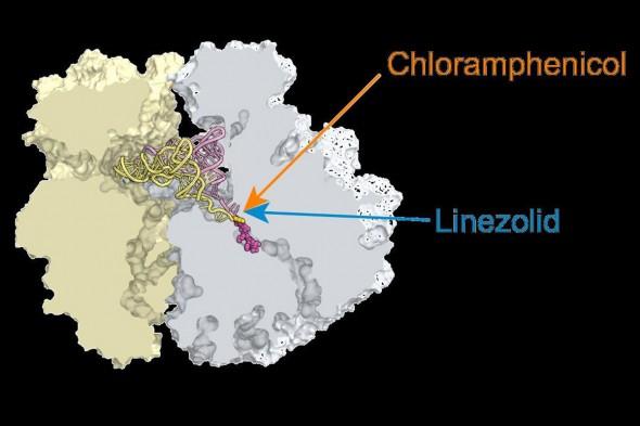 Chloramphenicol, linezolid stall ribosomes at specific mRNA locations. Image/Alexander Mankin, UIC