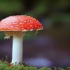 Amanita muscaria, mushroom