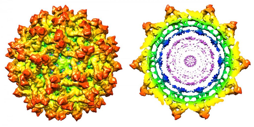 Purdue researchers have determined the high-resolution structure of the immature Zika virus. This composite image of the surface (left), and cross-sectional region (right), reflect the new findings. Research into a virus's structure provides insights important to the development of effective antiviral treatments and vaccines. Purdue University image courtesy of Kuhn and Rossmann research groups