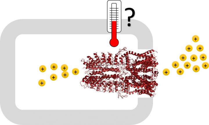 The dark red illustration shows the human counterpart to the temperature receptor of the malaria mosquito which has now been studied. The mechanism of how the flow of positive ions through the channel is controlled by the temperature is unclear, but the study shows that most of the part inside the cell is unnecessary. Image/Sabeen Survery and Urban Johanson