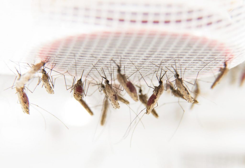 These are feeding mosquitoes in the laboratory at Stockholm University. Image/Anna-Karin Landin/Stockholm University