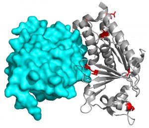 Ebolavirus Protein VP24 is illustrated. Image/University of Kent