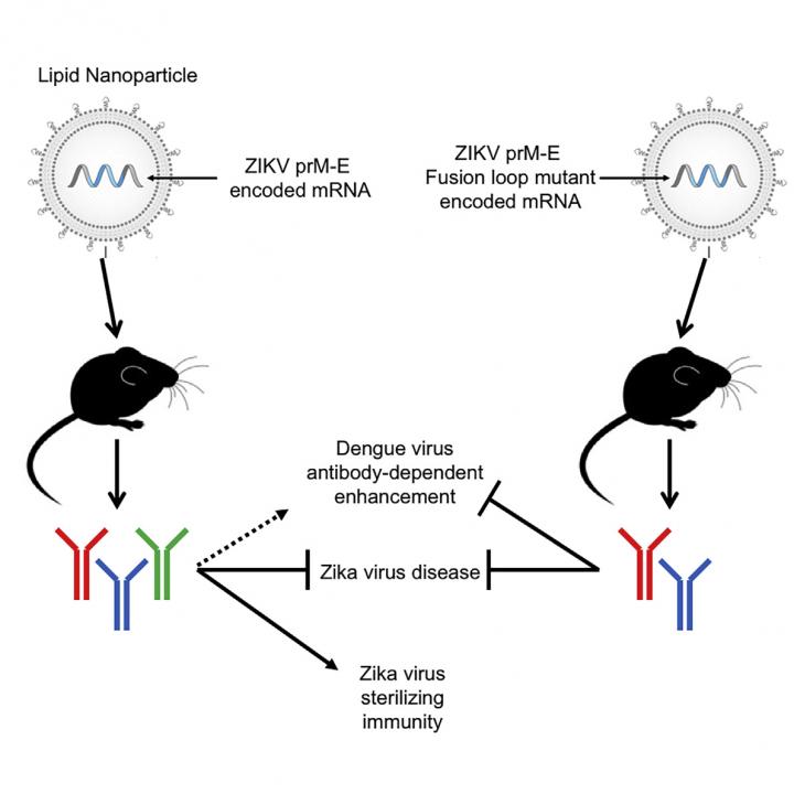 This visual abstract shows the findings of Richner and Himansu et al. that a modified mRNA vaccine induces sterilizing immunity against Zika virus while minimizing the generation of crossreactive antibodies that may enhance dengue infection. Image/Richner and Himansu et al./Cell 2017