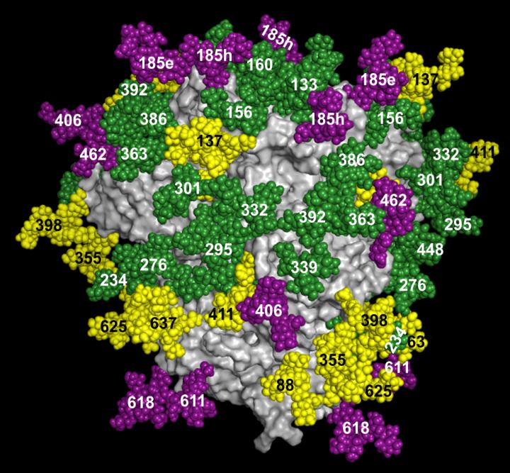 The researchers used their new method to create a map of the surface glycans on an HIV vaccine candidate glycoprotein. Image/The Scripps Research Institute