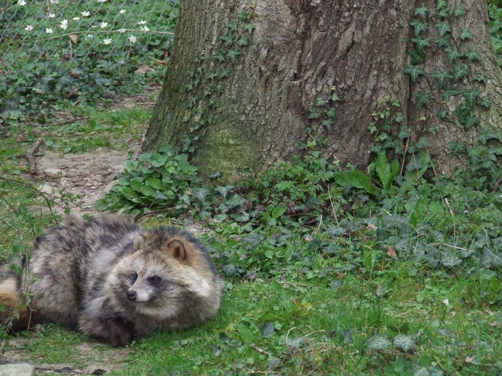Compared to the raccoon, the raccoon dogs are more closely related to foxes and thus the more emerging threat as an additional vector. Image/Tanja Duscher/Vetmeduni Vienna