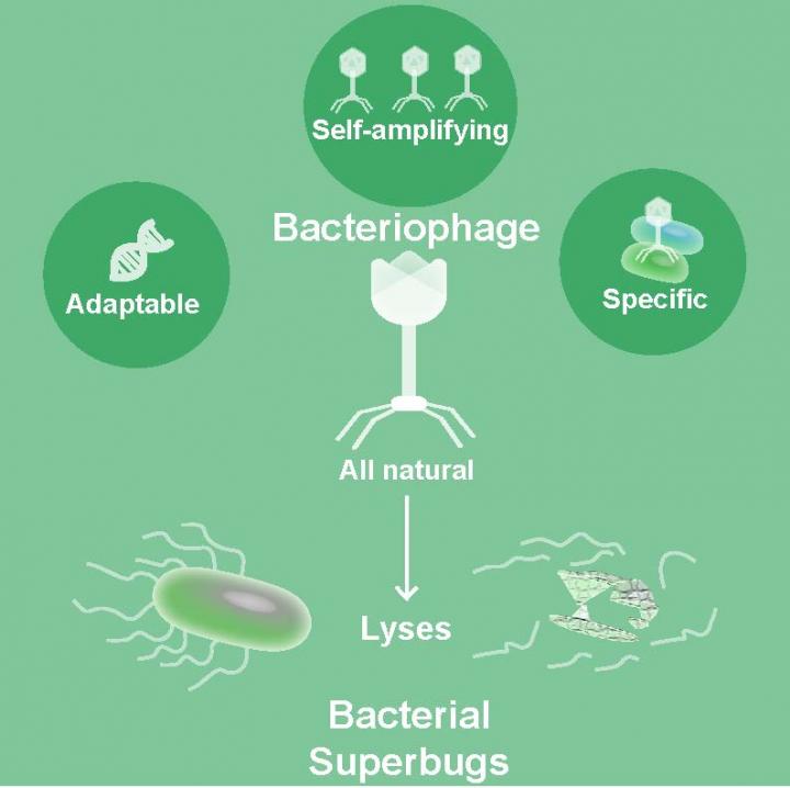 Bacteriophages can potentially be used to combat antibiotic-resistant bacterial infections. Image: Sabrina Green/Baylor College of Medicine