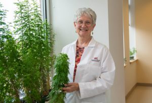 Pamela Weathers, professor of biology and biotechnology at Worcester Polytechnic Institute (WPI), with Artemisia annua plants. Weathers is a leader in the development of therapies for malaria using only dried leaves from the plant. Her research has shown that these therapies are more effective and less expensive than standard malaria medications. Image/WPI