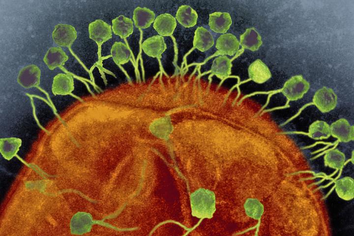 This is a bacteriophages (green) attacking a bacterium (orange). Image courtesy of Graham Beards