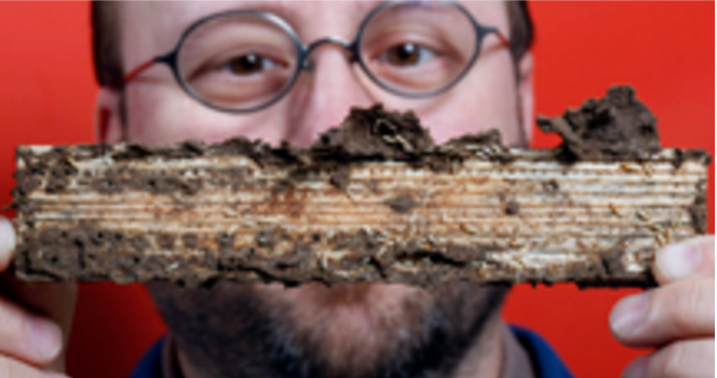 Michael Scharf, O.W. Rollins/Orkin Chair in Molecular Physiology and Urban Entomology, is developing technology that could provide an effective way to control and eliminate termites Image/Purdue