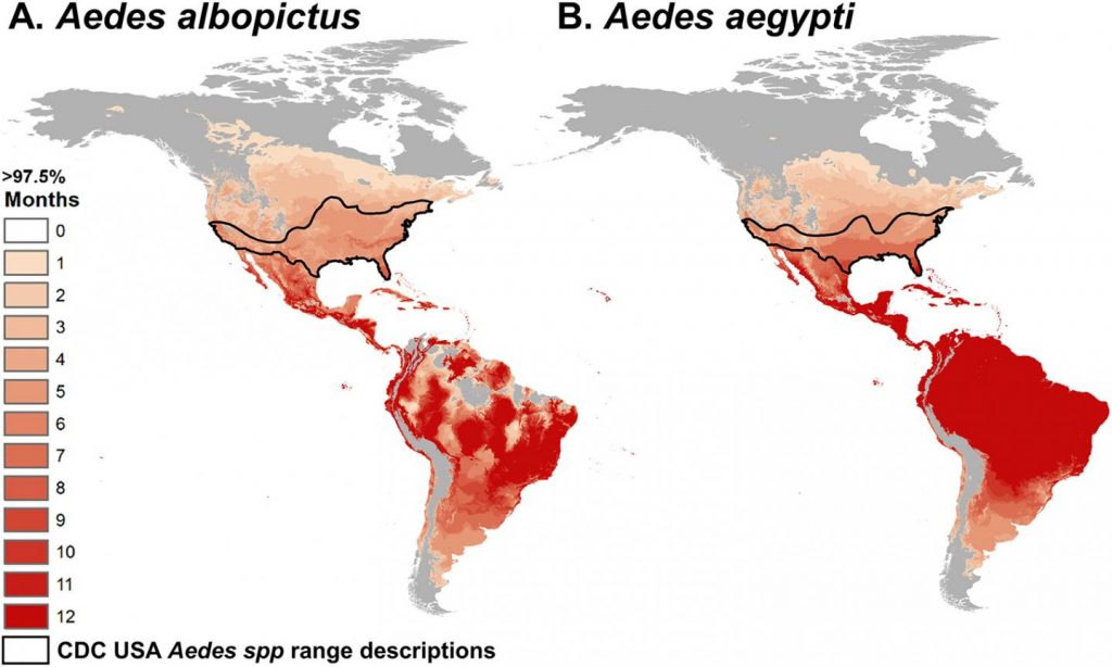 The map at the left depicts the number of months where there is a greater than 97.5 percent chance of disease transmission by the mosquito Aedes albopictus, based on the model. Map at right depicts Aedes aegypti, the species most likely to transmit the Zika virus. The darker the red, the more months per year that transmission is likely. The areas outlined in black delineate the current ranges of the mosquitoes within the United States. Image courtesy of study authors