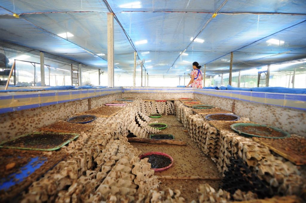 A Cricket Farm in Mahasalakam Province, Thailand Image/ Afton Halloran