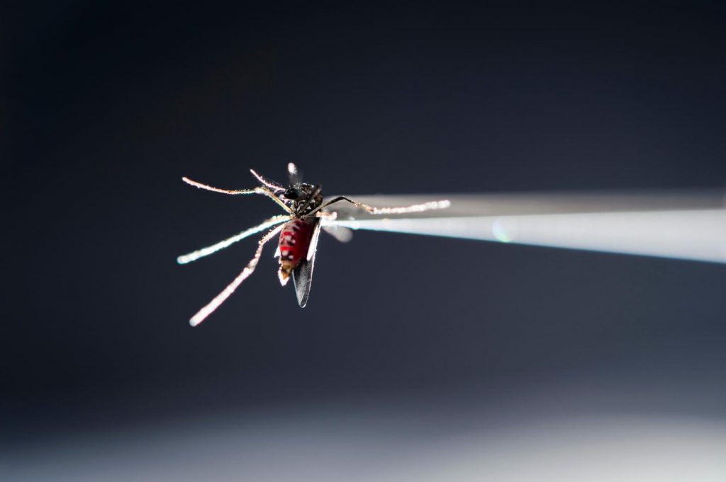 A vacuum tube holds a blood-fed strain of Aedes aegypti -- the mosquito that carries the Zika virus -- in place under a microscope in a research lab insectary in the Hanson Biomedical Sciences Building at UW-Madison. Image/Jeff Miller/University of Wisconsin-Madison