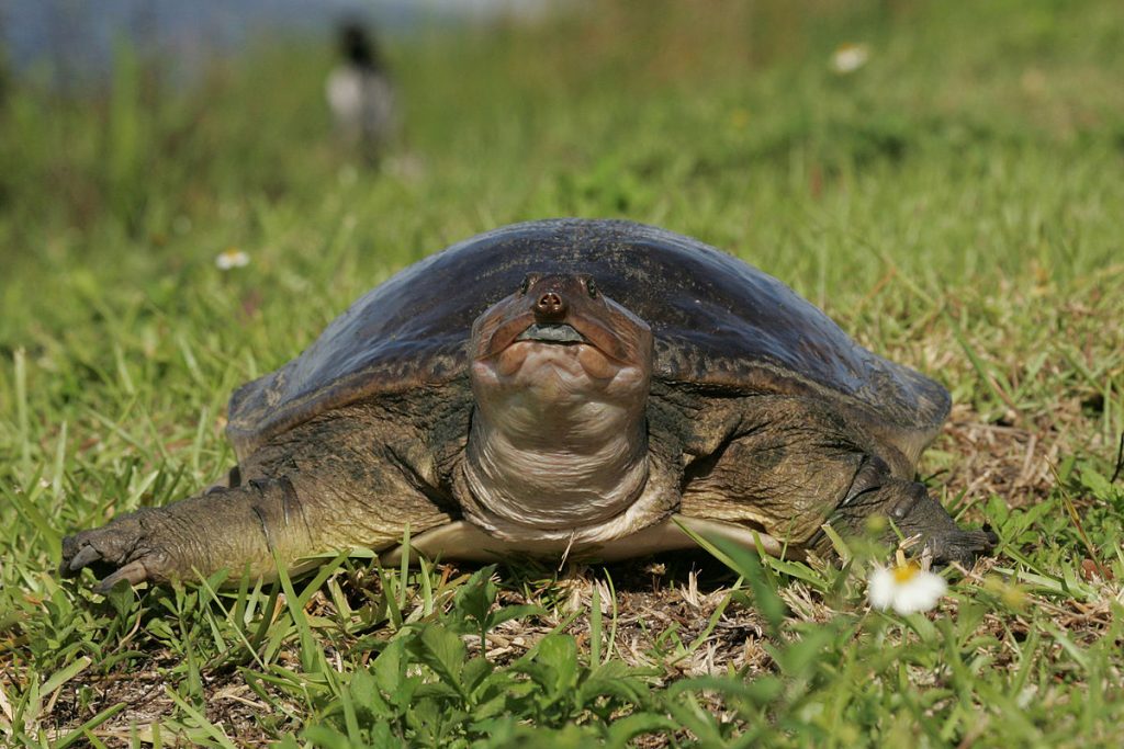 Soft Shelled Turtle Image/Everglades NPS