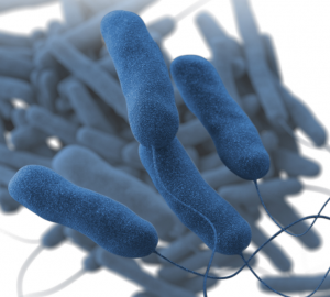 Legionella bacteria Image/CDC
