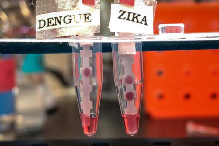 "It's important to have a single test that can differentiate between the four serotypes of Dengue and Zika, because they co-circulate. They're spread by the same mosquito," says Kimberly Hamad-Schifferli, an associate professor of engineering at the University of Massachusetts at Boston and a visiting scientist in MIT's Department of Mechanical Engineering. Image/Courtesy of the researchers