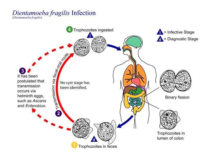 D. fragilis life cycle/CDC