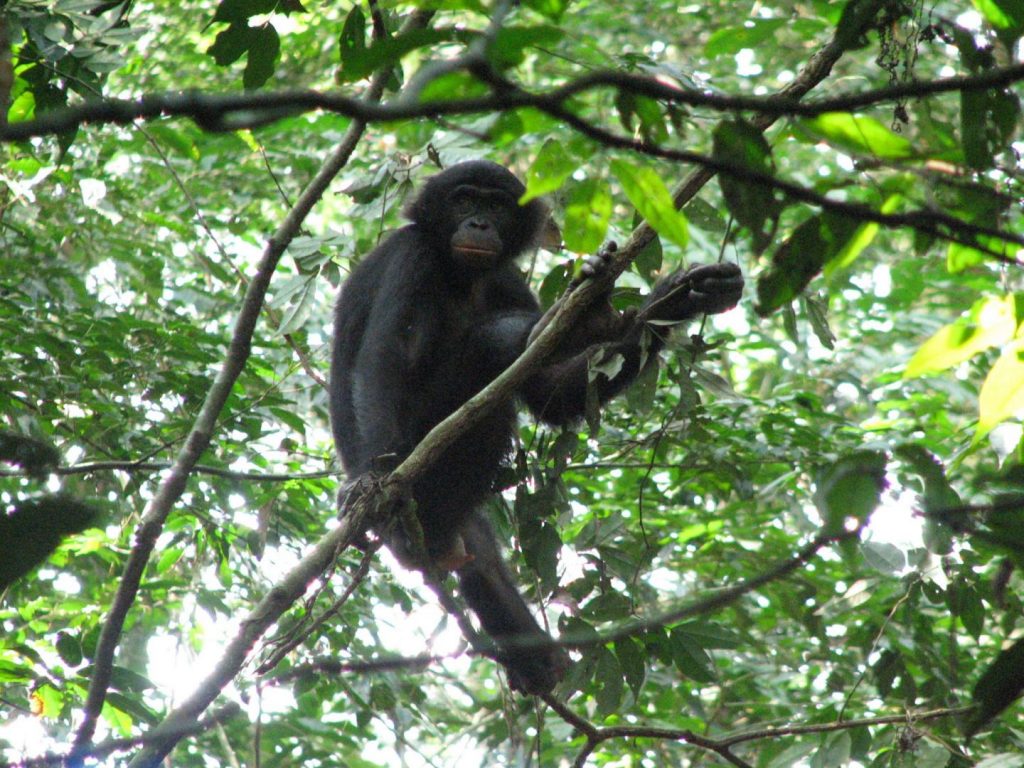 A female bonobo of the Hali-Hali community in the Kokolopori Bonobo Reserve (Democratic Republic of the Congo) relaxes on a branch (members of the Hali-Hali community contributed fecal samples for this study). Image/Alexander Georgiev