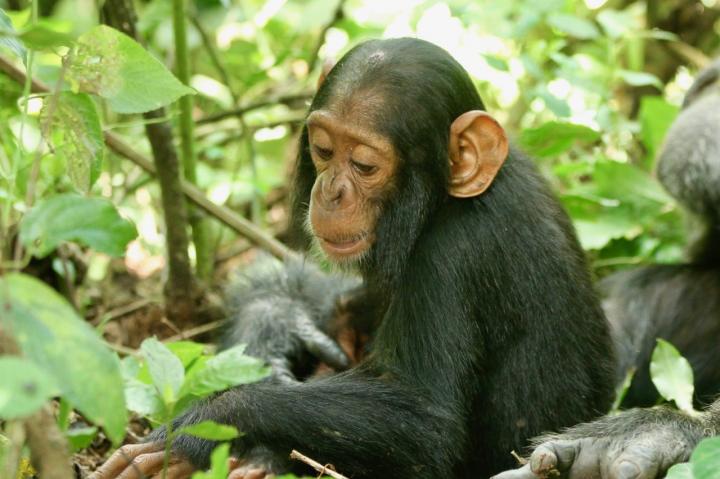 A two-year-old chimp named Betty, who succumbed to the virus. Image/Richard Wrangham