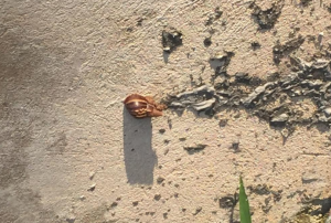 Giant African snail in Miramar